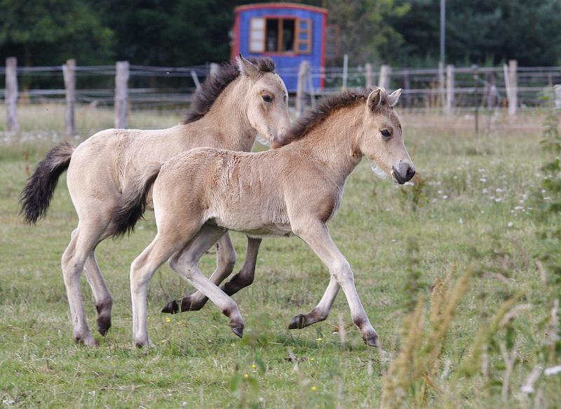 Bjarndis und Diva.jpg